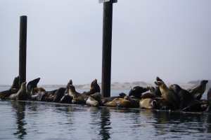 sea lions1